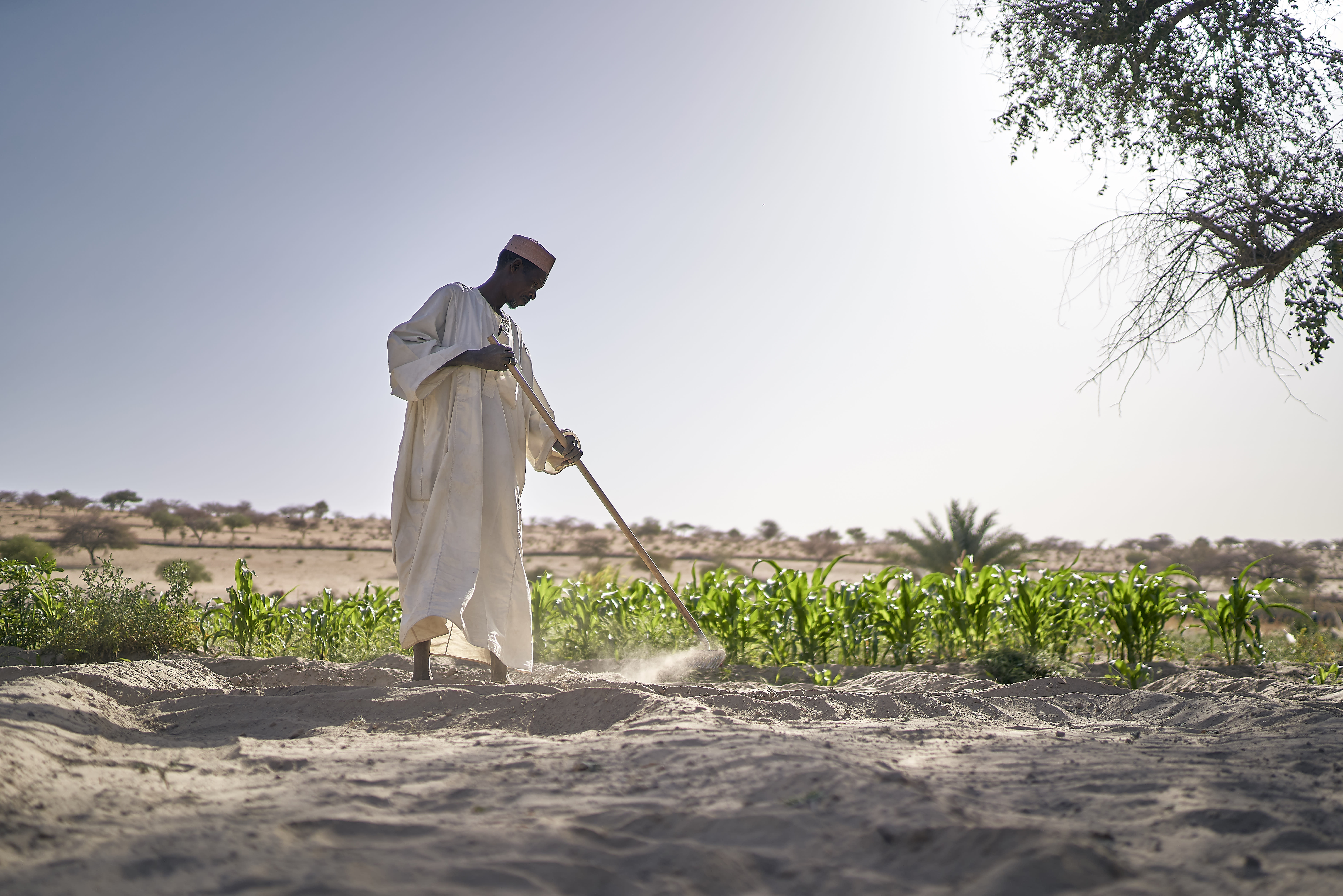 Tchad 2019 agriculture